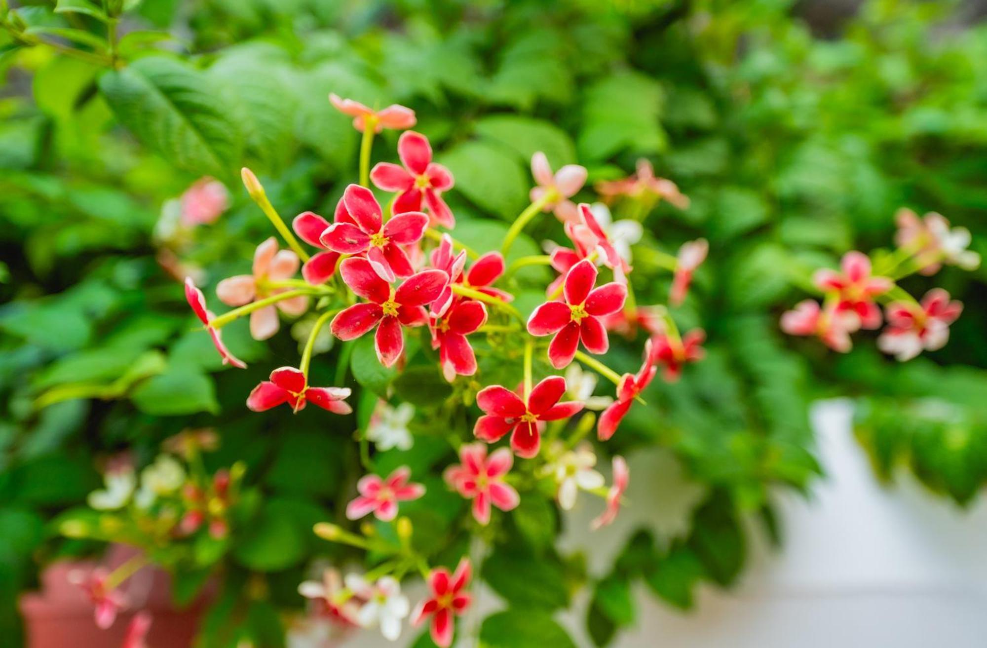 Lotus Leaf Hotel Pali  ภายนอก รูปภาพ