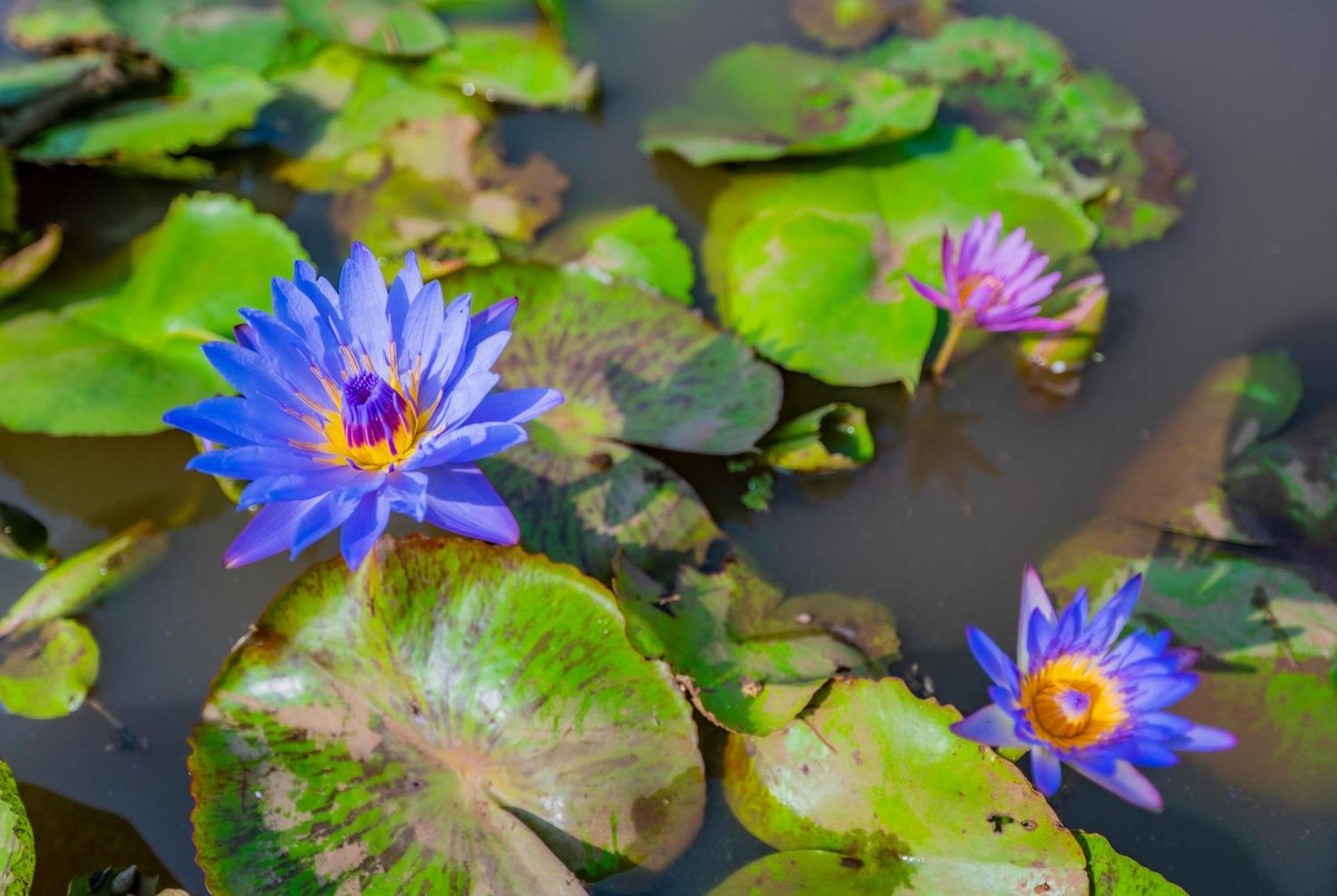 Lotus Leaf Hotel Pali  ภายนอก รูปภาพ