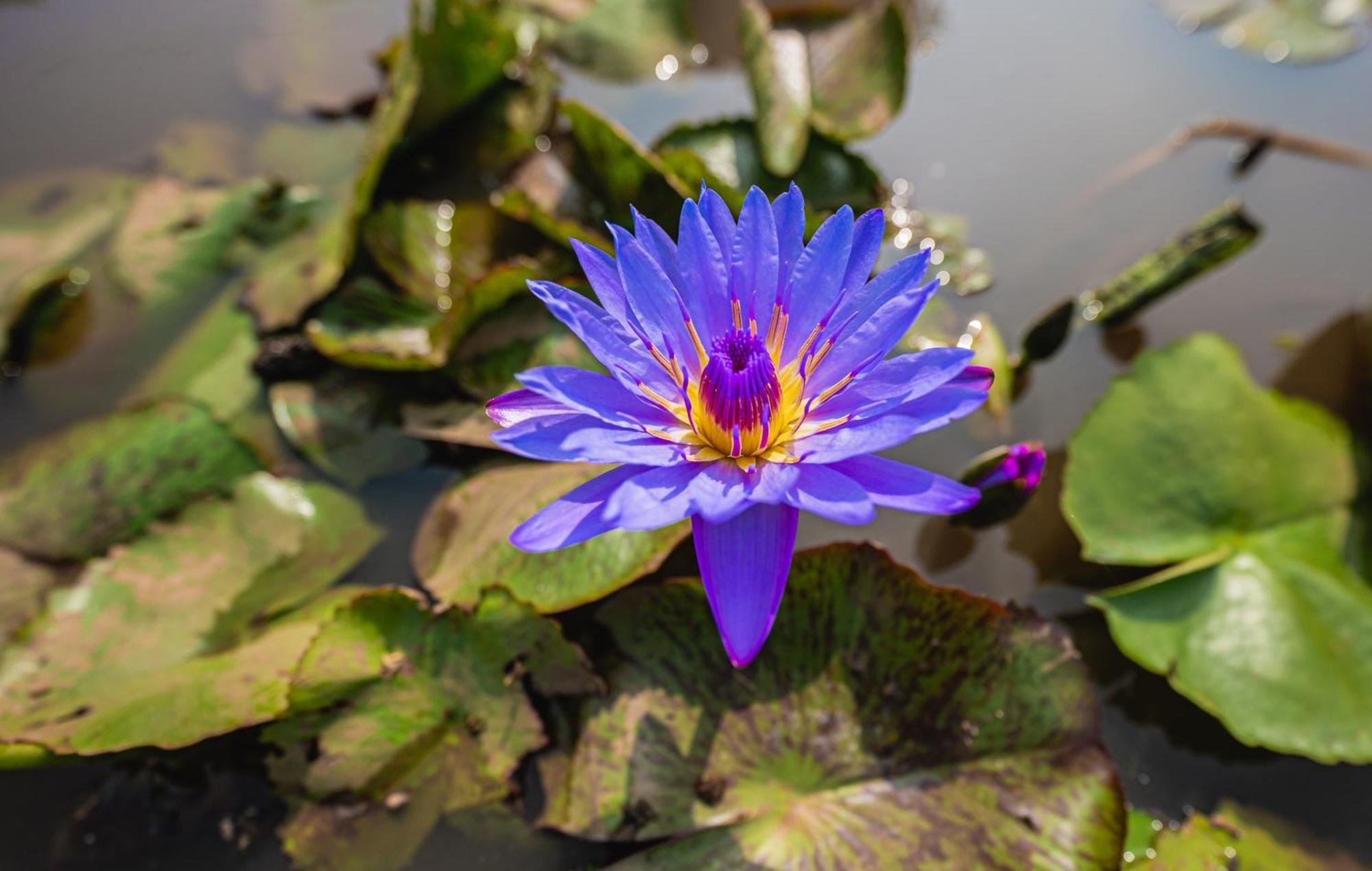 Lotus Leaf Hotel Pali  ภายนอก รูปภาพ