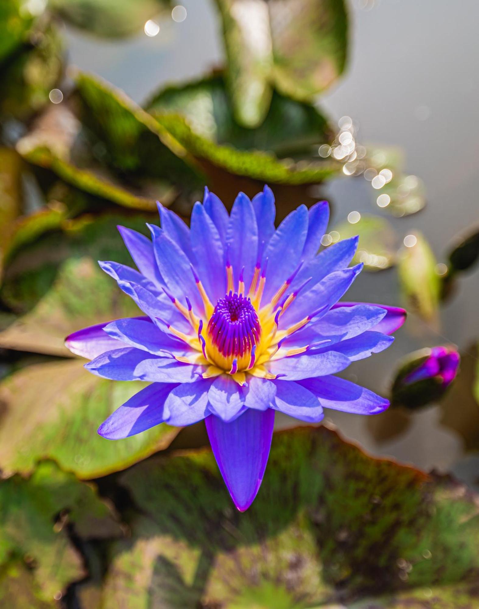Lotus Leaf Hotel Pali  ภายนอก รูปภาพ
